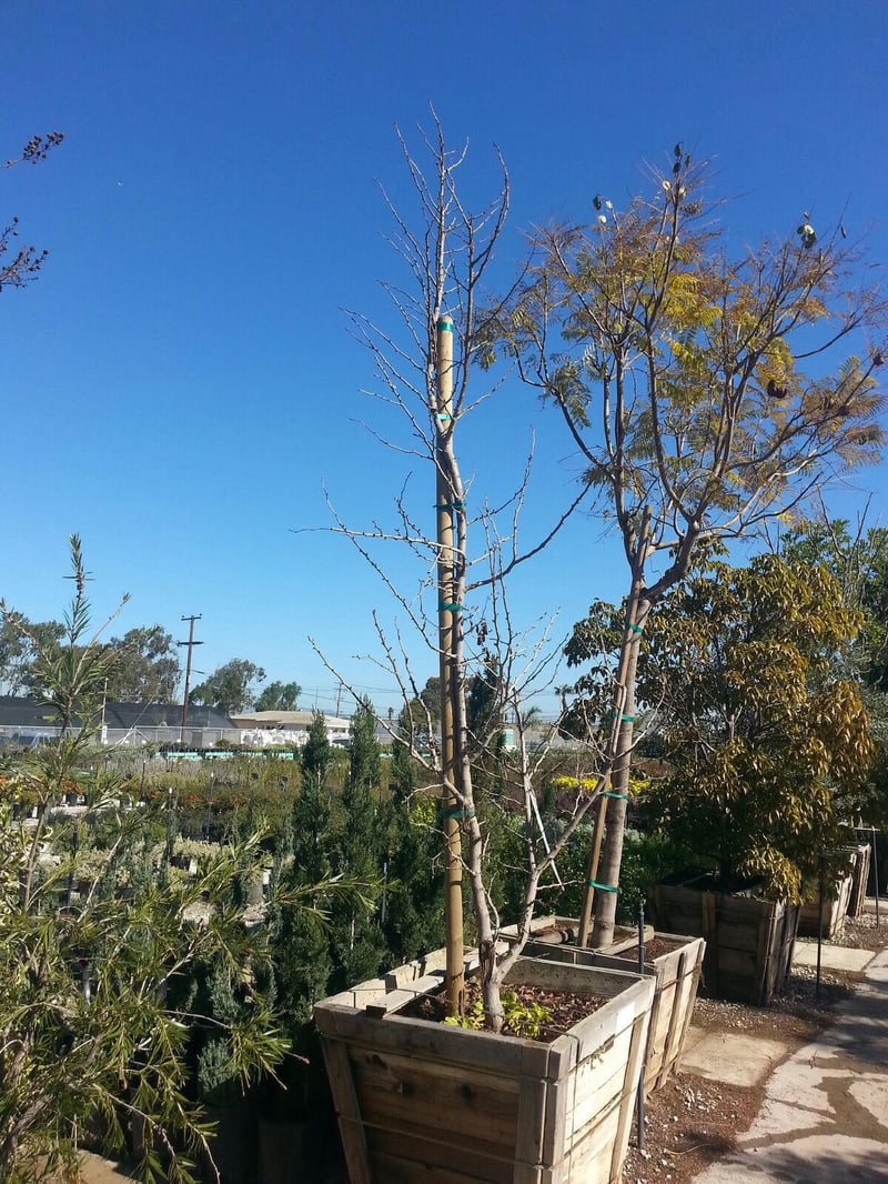 Photo for Ginkgo biloba (Maidenhair Tree)