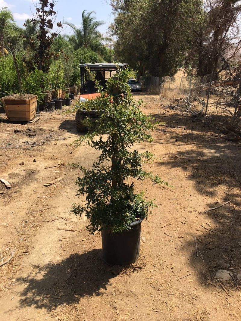 Photo for Pyracantha (Pyracantha)