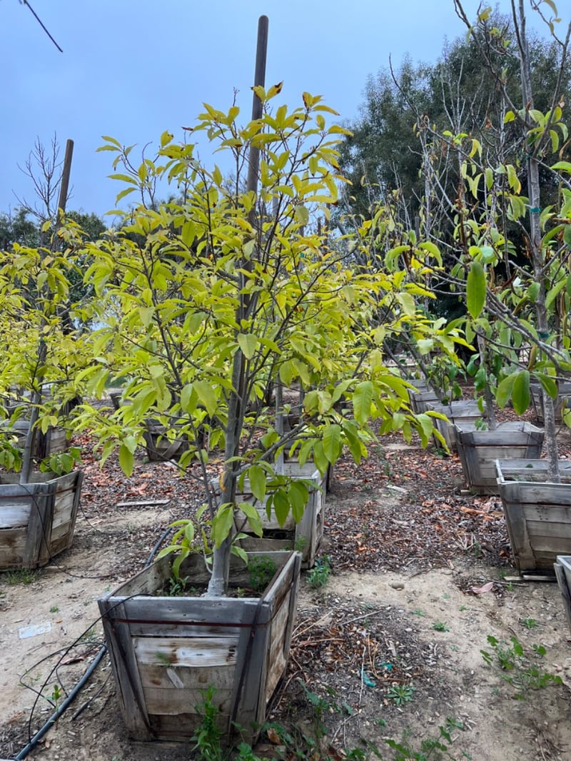 Photo for Michelia champaca (Fragrant Himalayan Champaca)