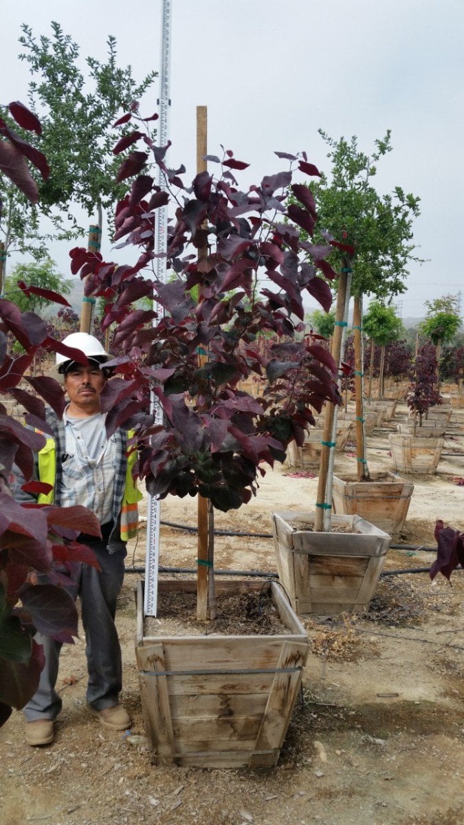 Photo for Cercis canadensis 'Forest Pansy' (Eastern Redbud 'Forest Pansy')