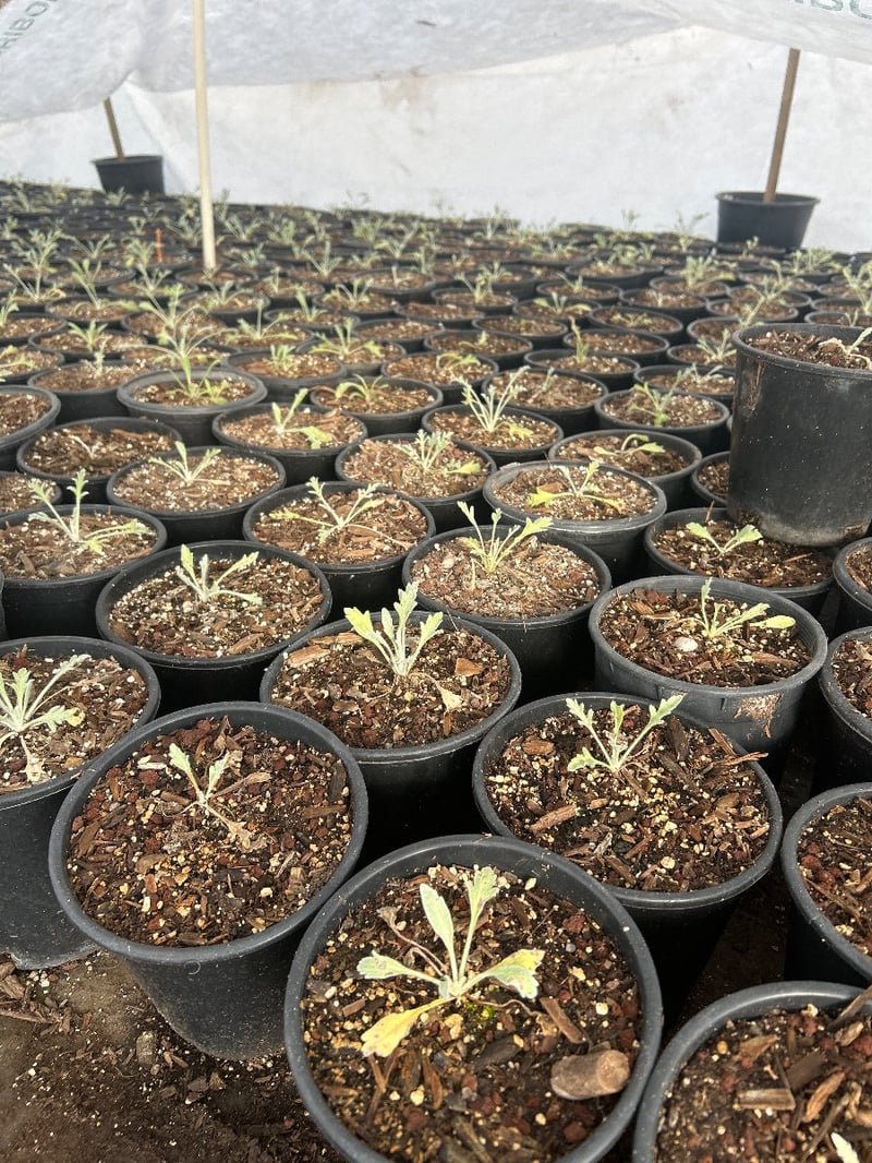 Photo for Baileya multiradiata (Desert Marigold)