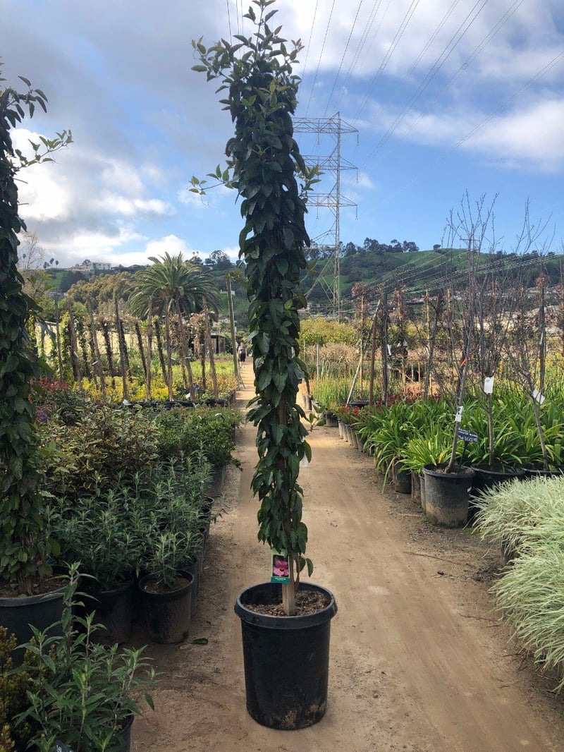 Photo for Distictis 'Rivers' (Staked) (Royal Trumpet Vine)