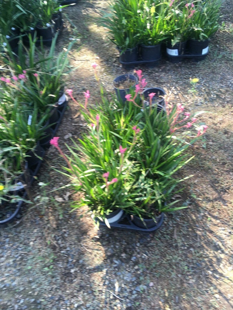 Photo for Anigozanthos 'Pink Joey' (Dwarf Pink Kangaroo Paw)