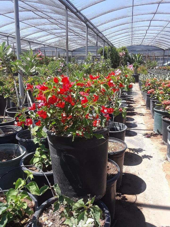 Photo for Bougainvillea ‘Temple Fire’ (Temple Fire Bougainvillea)