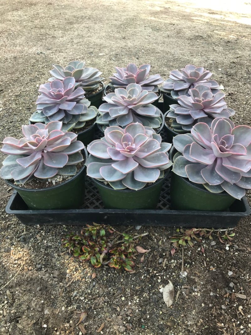 Photo for Echeveria 'Perle Von Nürnberg' (Perle Von Nürnberg Echeveria)