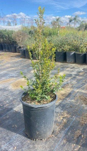 Photo for Buxus microphylla japonica 'Green Beauty' (Japanese Boxwood 'Green Beauty')