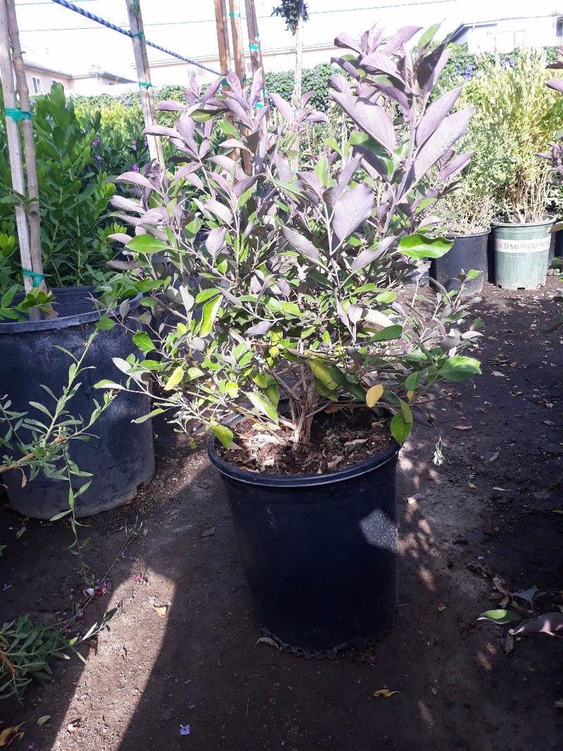 Photo for Vitex trifolia 'Purpurea' (Arabian Lilac)