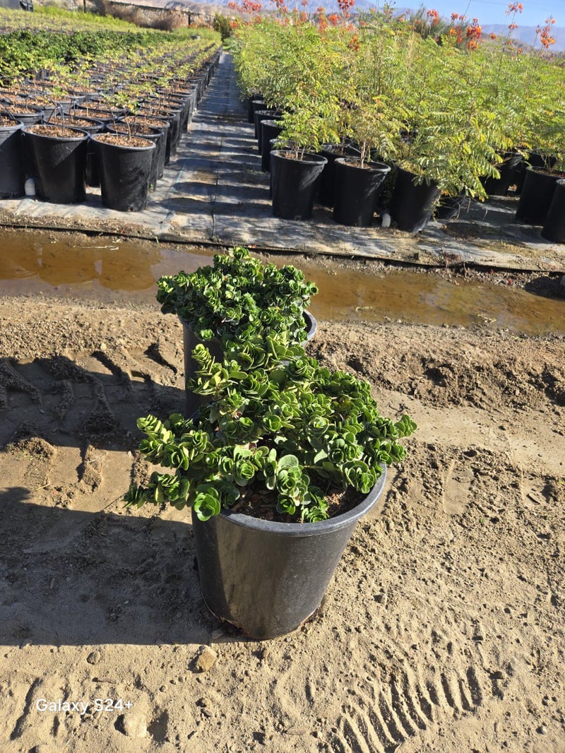Photo for Carissa macrocarpa 'Boxwood Beauty' (Boxwood Beauty Natal Plum)