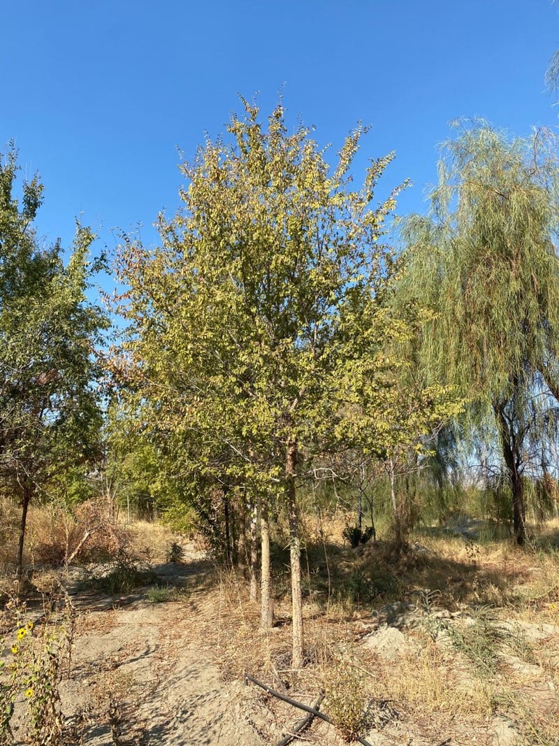 Photo for Ulmus parvifolia 'True Green' (True Green Chinese Elm)