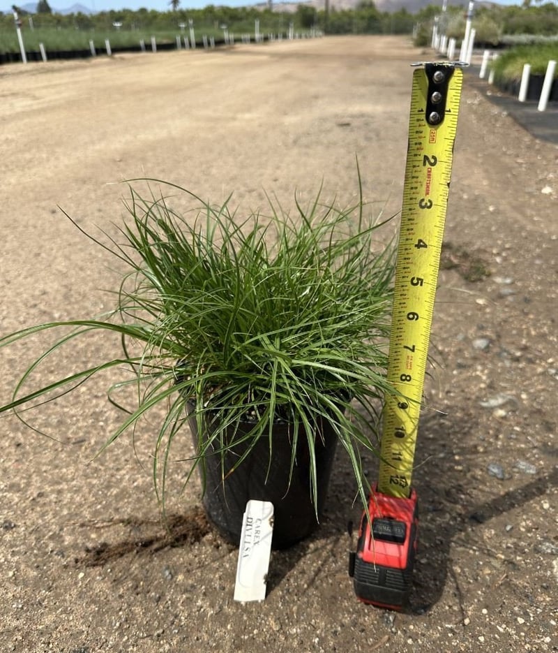 Photo for Carex divulsa (European Grey Sedge, Berkeley Sedge)