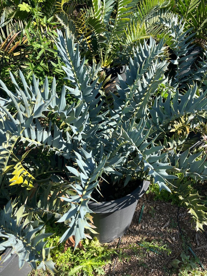 Photo for Encephalartos horridus (Spiny Kafirbread)