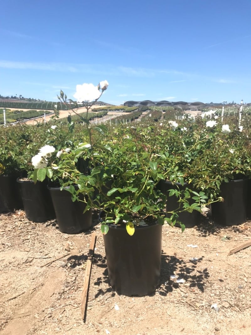 Photo for Rosa acicularis 'Iceberg' (Iceberg Rose)