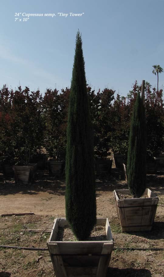Photo for Cupressus sempervirens 'Monshel'/'Dwarf' (Dwarf Italian Cypress)