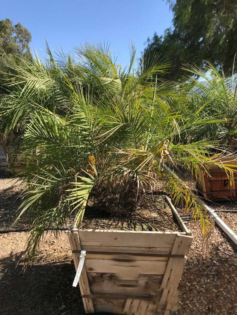 Photo for Phoenix roebelenii (Triple Trunk) ( Pygmy Date Palm)