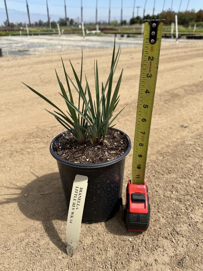 Photo for Dianella revoluta (Revoluta Flax Lily)