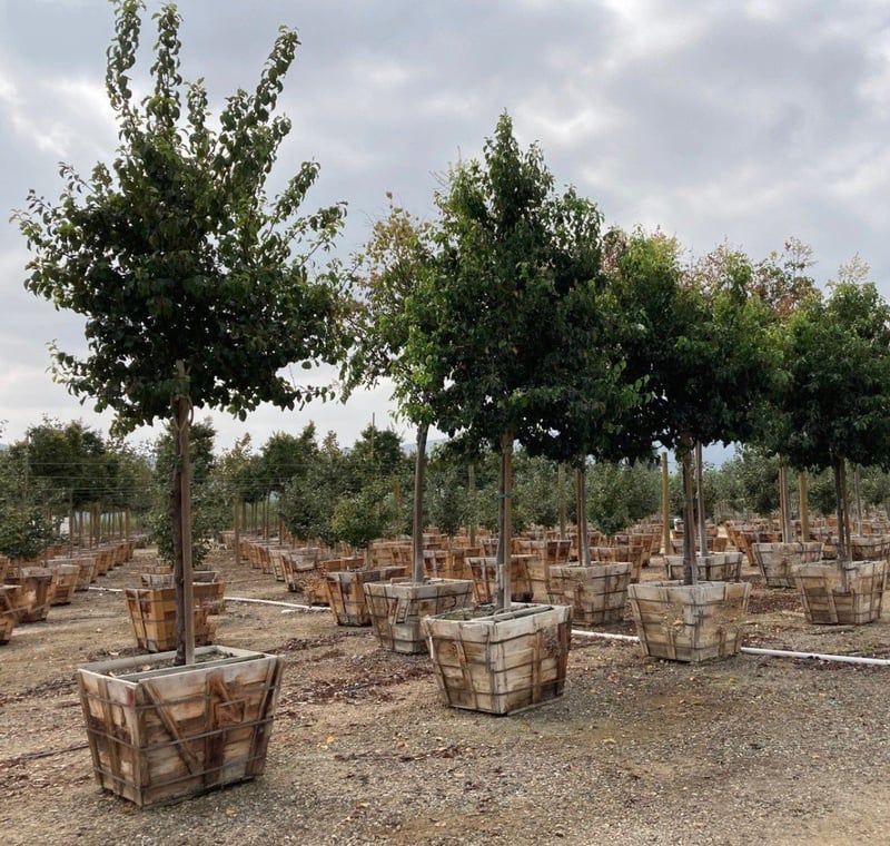 Photo for Pyrus kawakamii (Standard) (Evergreen Pear)