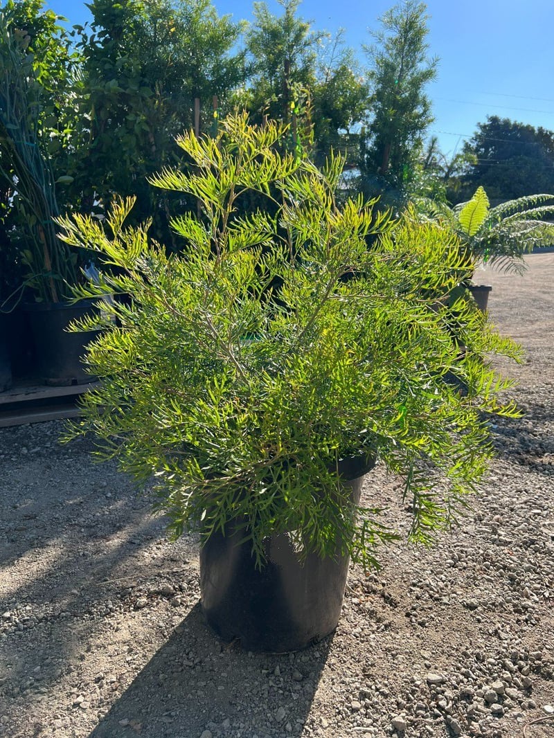 Photo for Grevillea 'Peaches and Cream' (Peaches and Cream Grevillea)