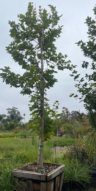 Photo for Platanus x acerifolia (London Plane Tree)
