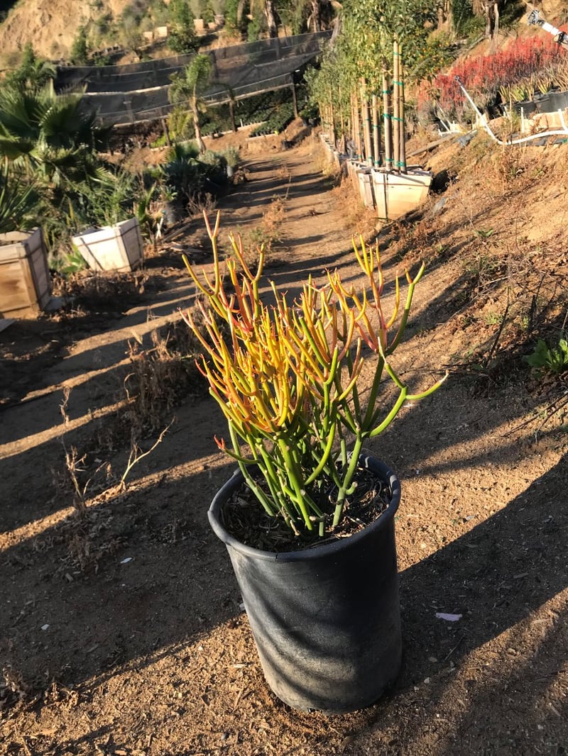 Photo for Euphorbia tirucalli 'Sticks on Fire' (Red Pencil Tree)