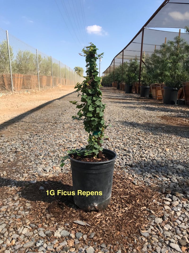 Photo for Ficus repens (Creeping Fig)