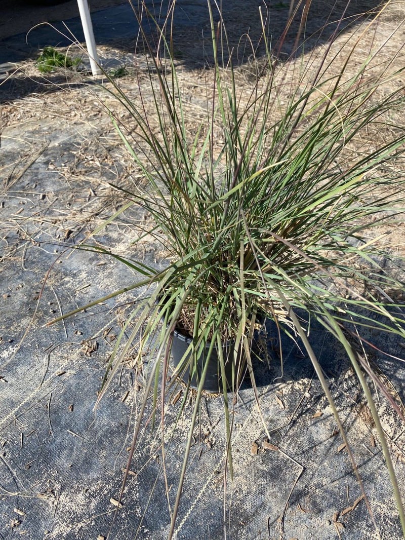 Photo for Muhlenbergia rigens (Deer Grass)