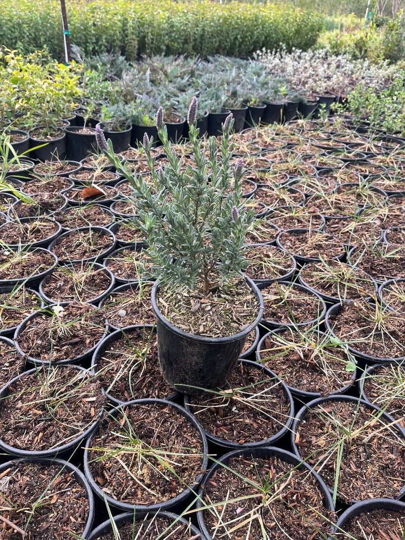 Photo for Lavandula angustifolia (English Lavender)
