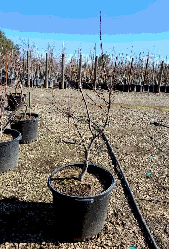 Photo for Acer circinatum (Vine Maple)