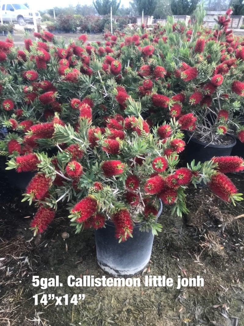 Photo for Callistemon viminalis 'Little John' (Little John Weeping Bottlebrush)