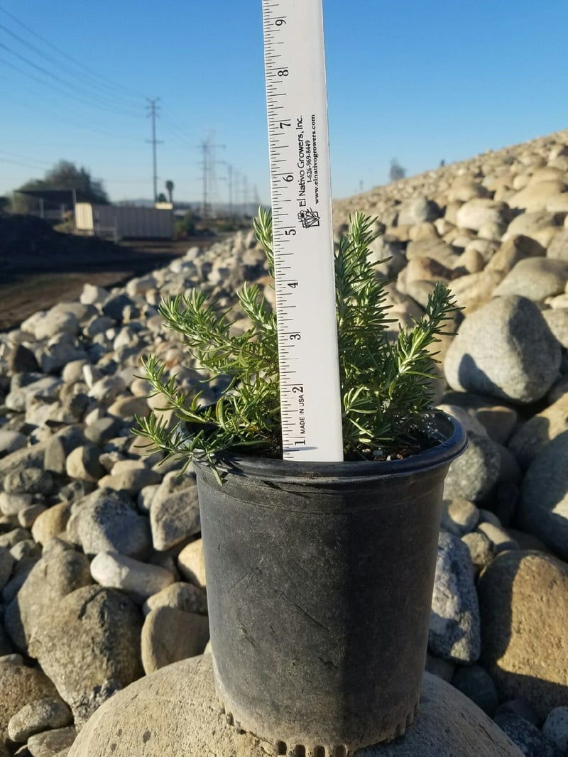 Photo for Rosmarinus officinalis (Rosemary)