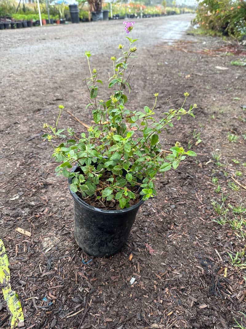 Photo for Lantana montevidensis (Purple Trailing Lantana)