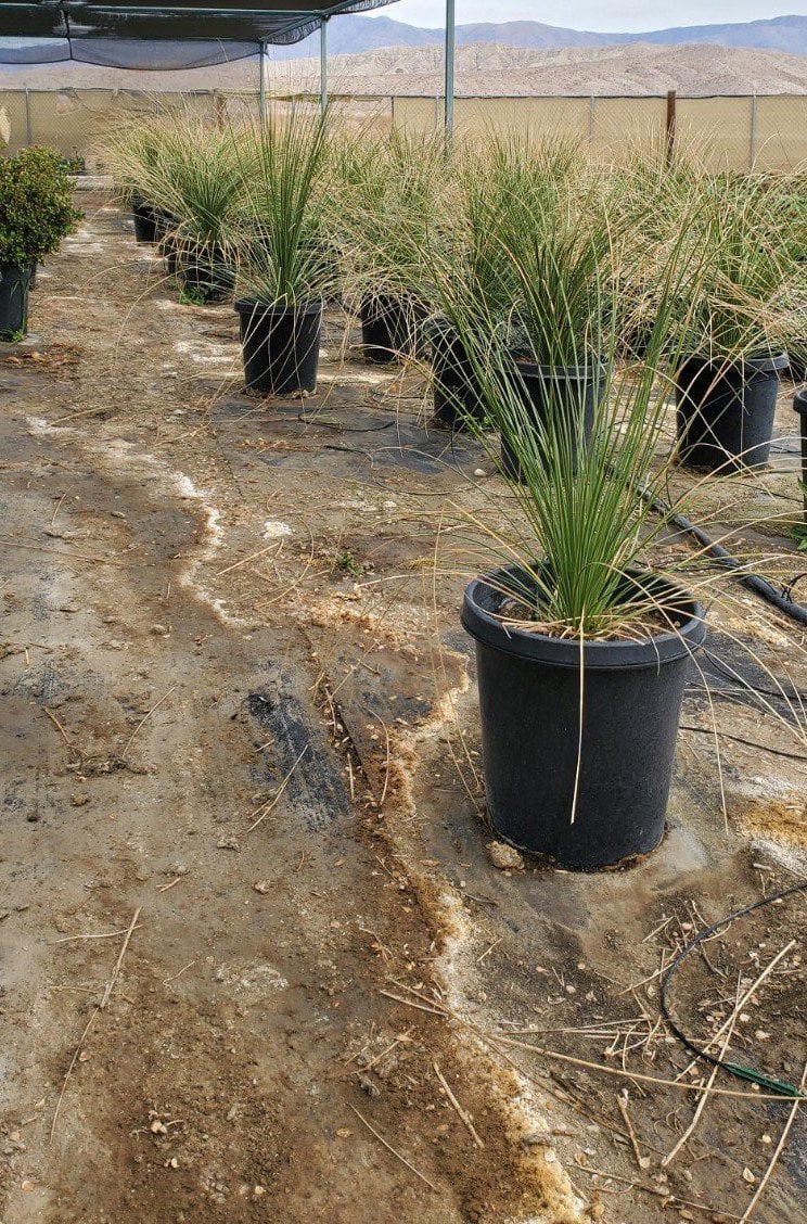 Photo for Dasylirion longissimum (Mexican Grass Tree)