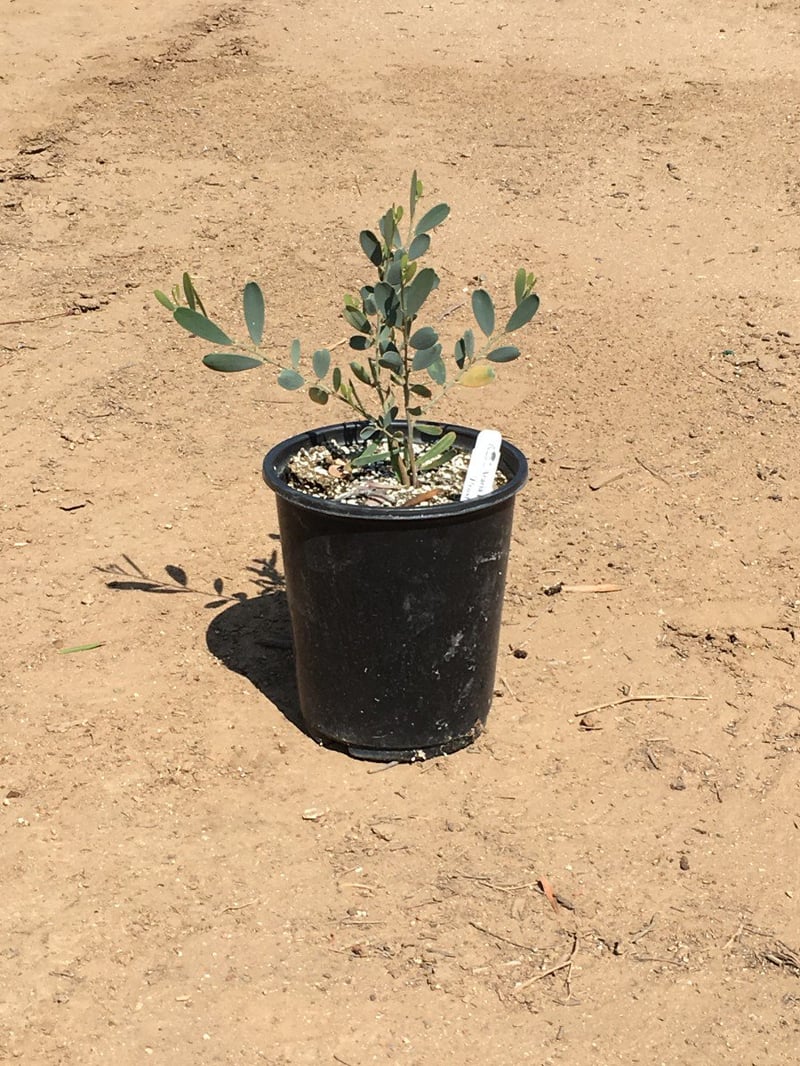 Photo for Acacia redolens 'Low Boy' (Prostrate Acacia)