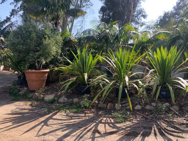 Photo for Doryanthes palmeri (Giant Spear Lily)