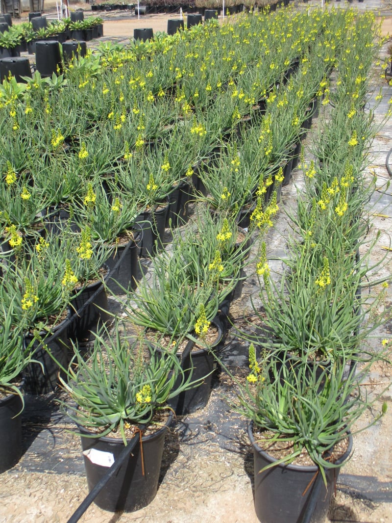 Photo for Bulbine frutescens 'Yellow' (Stalked Bulbine)