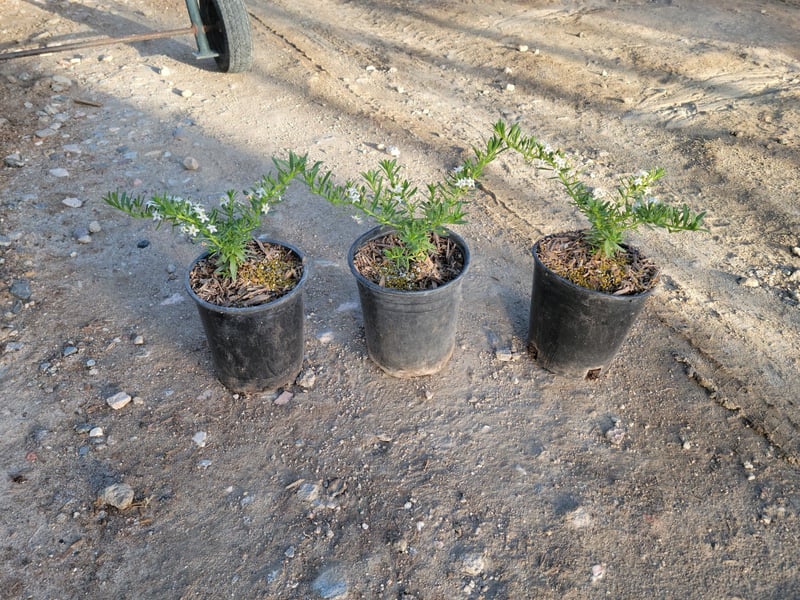 Photo for Myoporum parvifolium (Creeping Myoporum)