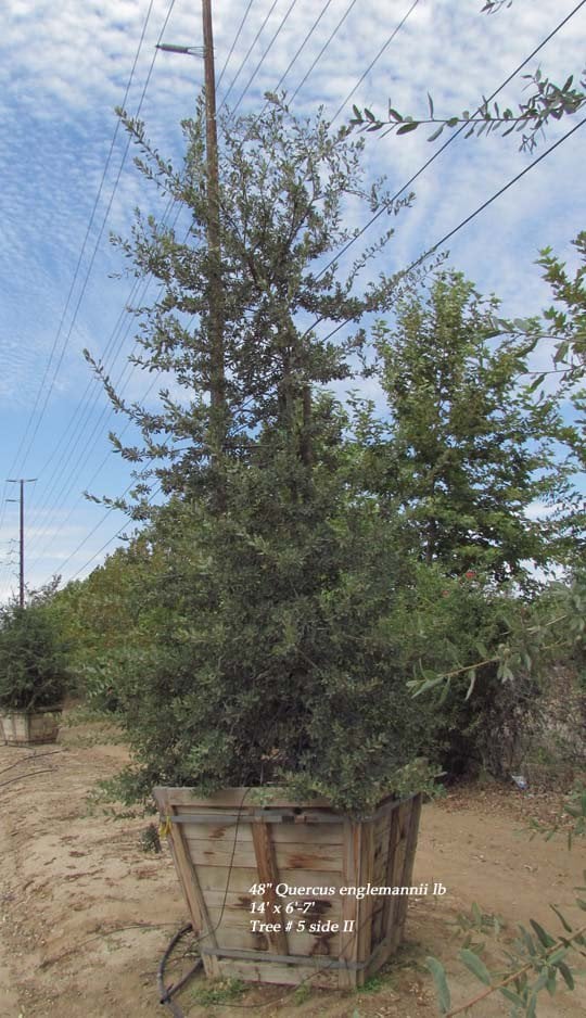 Photo for Quercus engelmannii (Mesa Oak, Engelmann Oak)