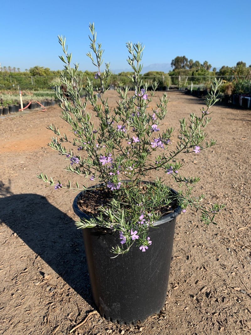 Photo for Westringia fruticosa (Coast Rosemary)