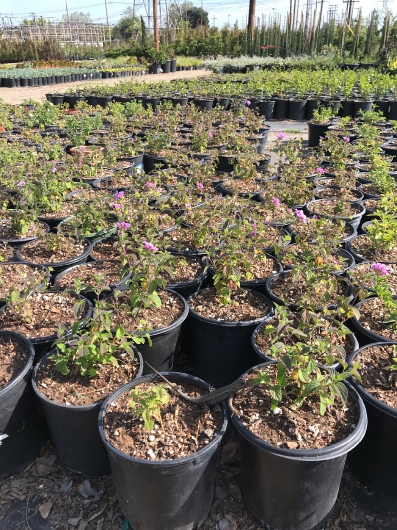 Photo for Lantana montevidensis (Purple Trailing Lantana)