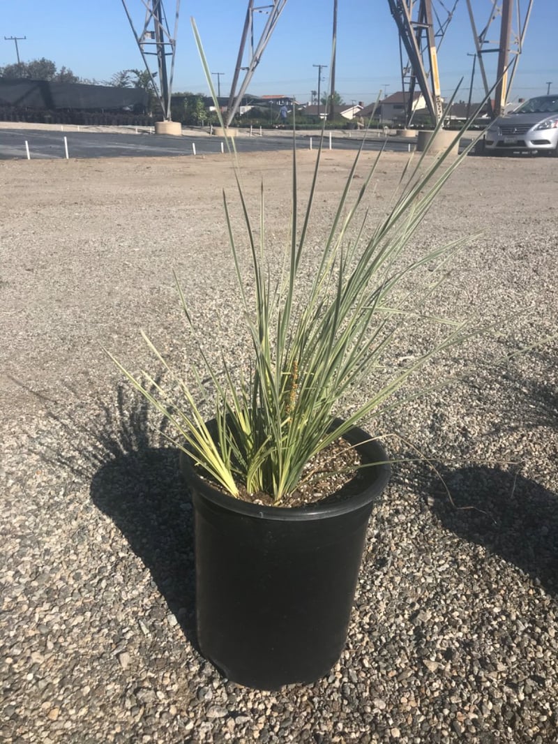 Photo for Lomandra 'Lime Tough' 'Lomlon''Lime Tuff' (Lime Tough Dwarf Mat Rush)