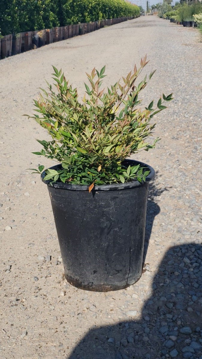Photo for Nandina domestica 'Gulf Stream' (Gulf Stream Heavenly Bamboo)