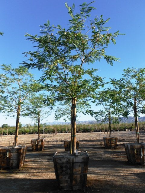 Photo for Tipuana tipu (Tipu Tree)