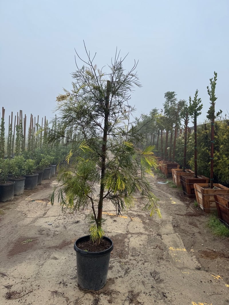 Photo for Grevillea 'Moonlight' (Moonlight Grevillea)