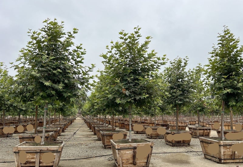 Photo for Platanus racemosa (Standard) (California Sycamore)