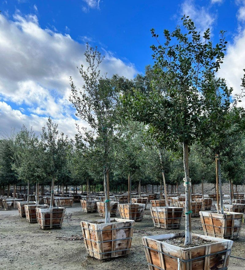 Photo for Quercus ilex (Holly Oak, Holm Oak)