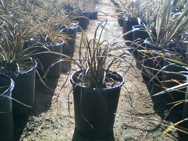 Photo for Phormium x 'Jack Spratt' (Jack Spratt New Zealand Flax)