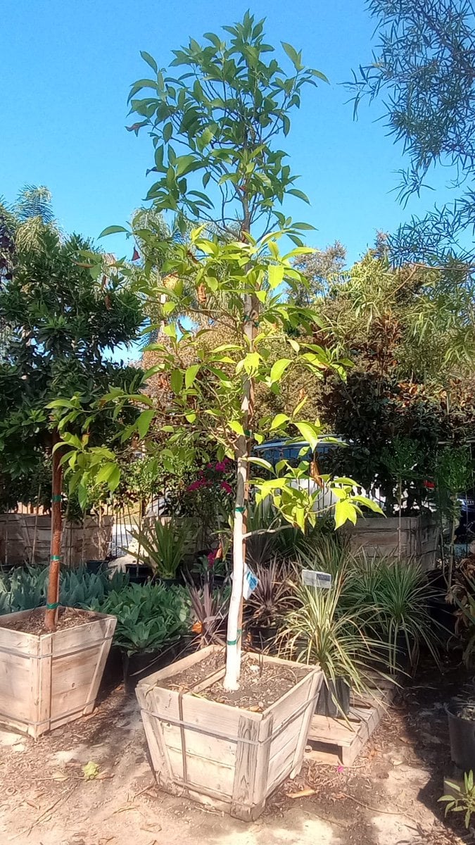 Photo for Michelia champaca 'Alba' (White Fragrant Himalayan Champaca)