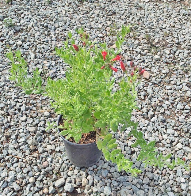 Photo for Gambelia speciosa 'Firecracker' (Firecracker Showy Island Snapdragon)
