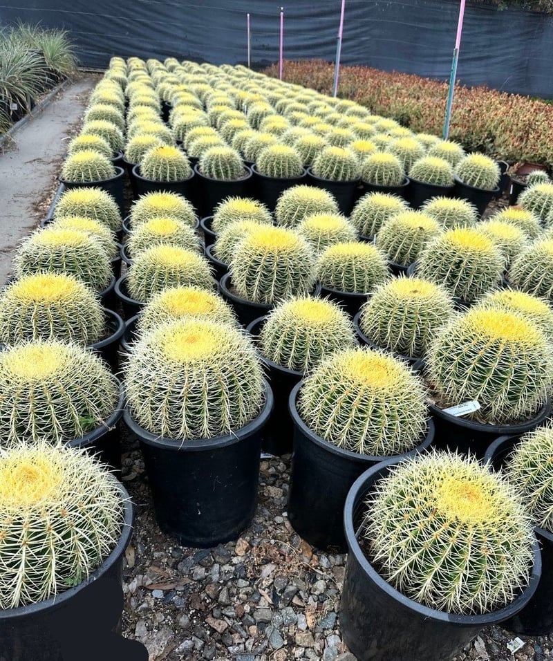 Photo for Echinocactus grusonii (Golden Barrel Cactus)