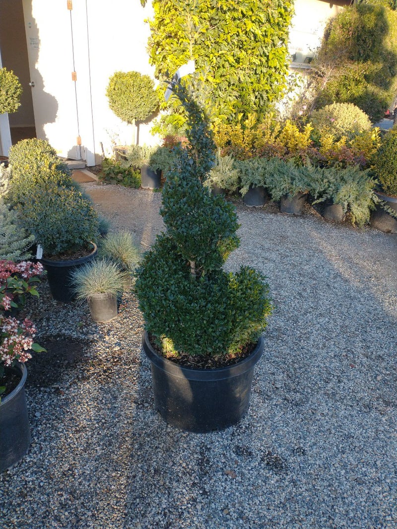 Photo for Buxus sempervirens (Spiral) (English Boxwood)