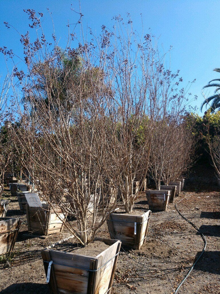 Photo for Lagerstroemia indica x fauriei 'Muskogee' (Muskogee Crape Myrtle)